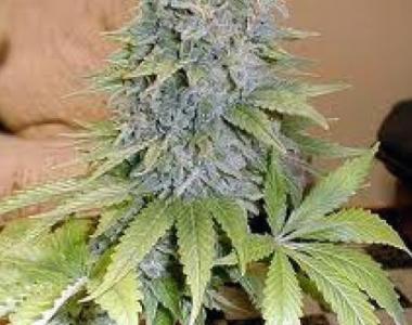 Mr Nice Seeds - The Cure cannabis seed