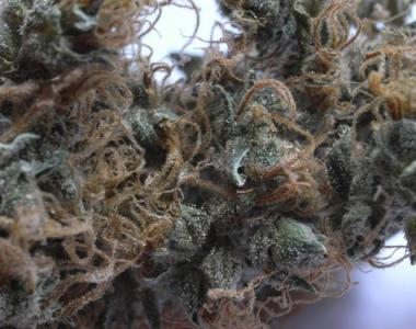 Mr Nice Seeds - National Health Service cannabis seed