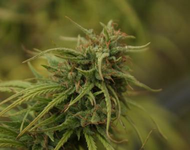 Mr Nice Seeds - Nevilles Skunk cannabis seed