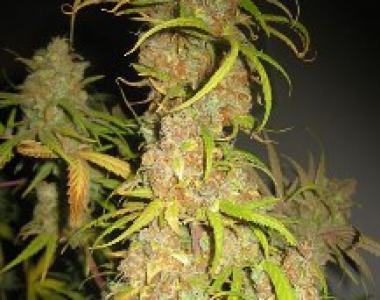 Mr Nice Seeds - NL5 x Afghan cannabis seed