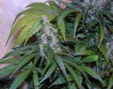 Mr Nice Seeds - NL5 x Haze cannabis seed