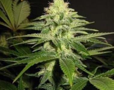 Mr Nice Seeds - NL5 x Skunk cannabis seed