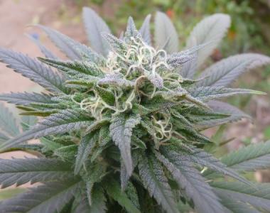 Mr Nice Seeds - Ortega cannabis seed