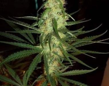 Mr Nice Seeds - Pink Floyd cannabis seed