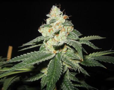 Mr Nice Seeds - Shark Shock cannabis seed