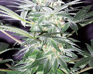 Mr Nice Seeds - Shit cannabis seed