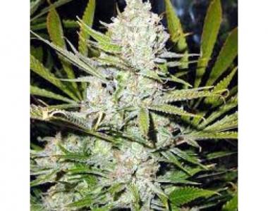 Mr Nice Seeds - Skunk Haze cannabis seed