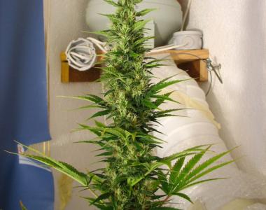 Mr Nice Seeds - Spice cannabis seed