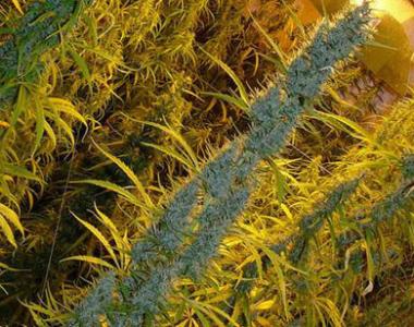 Mr Nice Seeds - Super Silver Haze cannabis seed