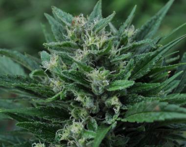 Mr Nice Seeds - The Stones cannabis seed