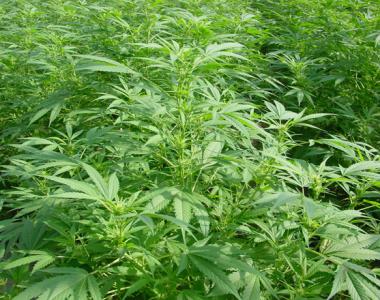Mr Nice Seeds - Walkabout cannabis seed