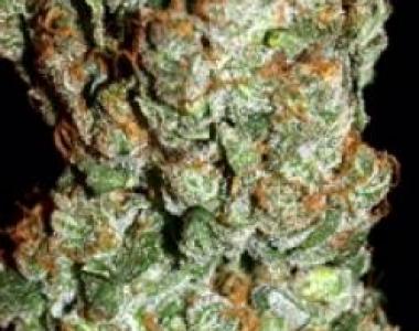 Next Generation - BC Early Blueberry cannabis seed