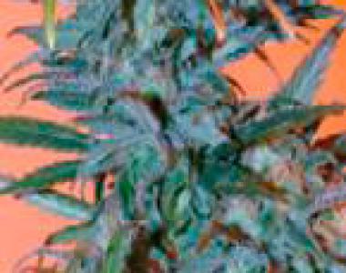 Next Generation - BC Golden Skunk cannabis seed