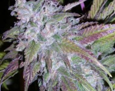 Next Generation - Dynamite Automatic cannabis seed