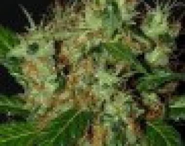Next Generation - Lemonator cannabis seed