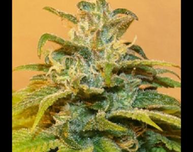Next Generation - NG69 Auto cannabis seed