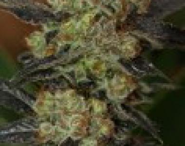 Next Generation - NY Purple Diesel cannabis seed
