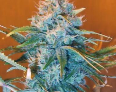 Nirvana Seeds - AK48 cannabis seed