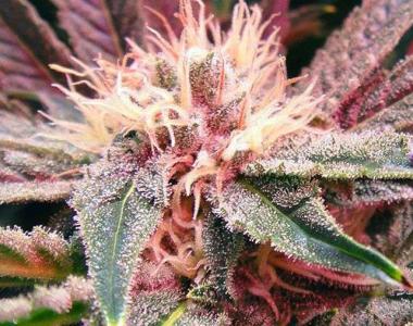 Nirvana Seeds - Auto Bubblicious cannabis seed