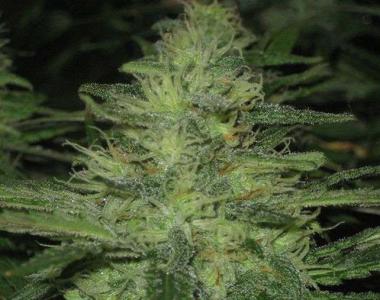 Nirvana Seeds - Auto Northern Light cannabis seed