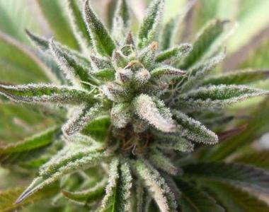 Nirvana Seeds - Blue Mystic cannabis seed