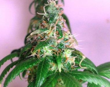 Nirvana Seeds - Chrystal cannabis seed