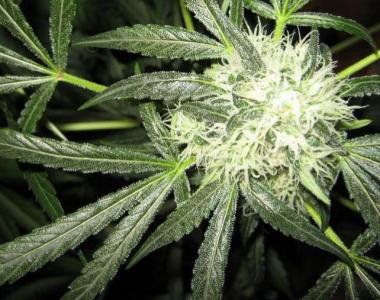 Nirvana Seeds - Ice cannabis seed