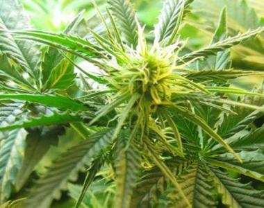 Nirvana Seeds - Northern Lights cannabis seed