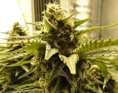 Nirvana Seeds - Snow White cannabis seed