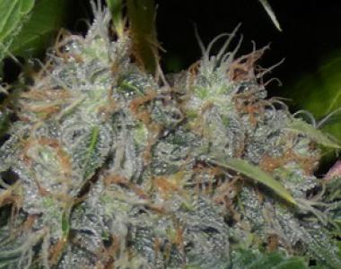 OO Seeds - Auto Afghan Mass cannabis seed