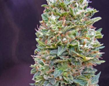 OO Seeds - Auto Bubblegum cannabis seed