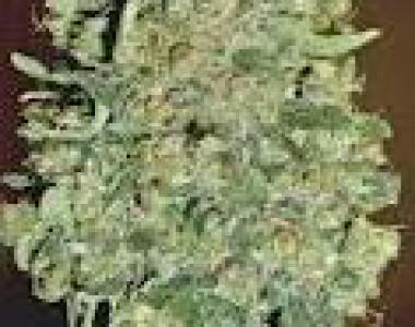 OO Seeds - Auto Chocolate Skunk cannabis seed
