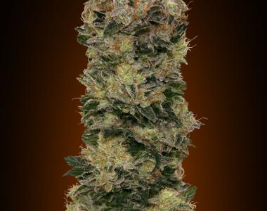 OO Seeds - Auto Sweet Soma cannabis seed
