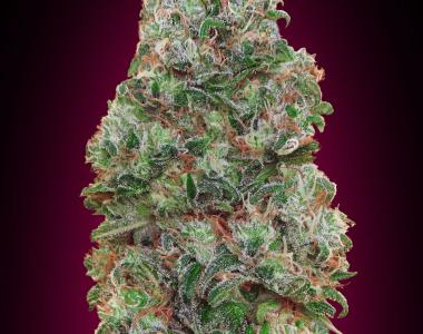 OO Seeds - Bubble Gum cannabis seed