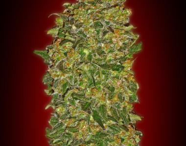 OO Seeds - Chocolate Kush cannabis seed