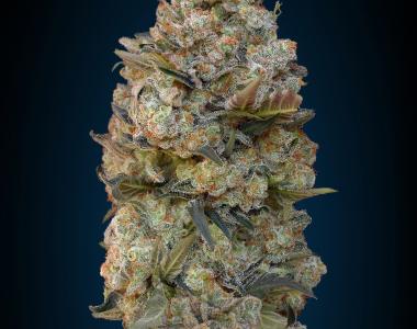OO Seeds - Chocolate Skunk cannabis seed