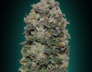 OO Seeds - Northern Lights cannabis seed