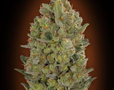 OO Seeds - OO Hashchis cannabis seed