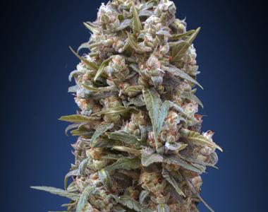 OO Seeds - OO Kush cannabis seed