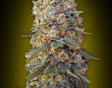 OO Seeds - Sweet Critical cannabis seed