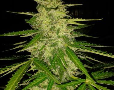Original Sensible Seed Company - Auto JH cannabis seed