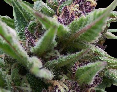 Original Sensible Seed Company - Purple Auto cannabis seed