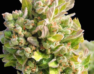Original Sensible Seed Company - Auto Skunk cannabis seed