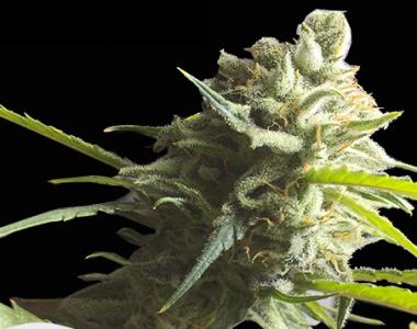 Original Sensible Seed Company - CBD Lemon Aid cannabis seed