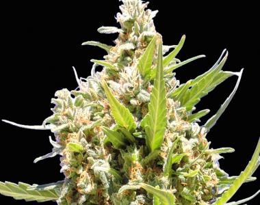 Original Sensible Seed Company - Chronic Lights cannabis seed