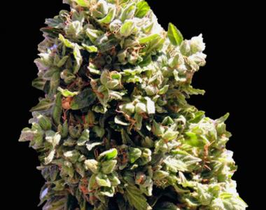 Original Sensible Seed Company - Critical Diesel Auto cannabis seed