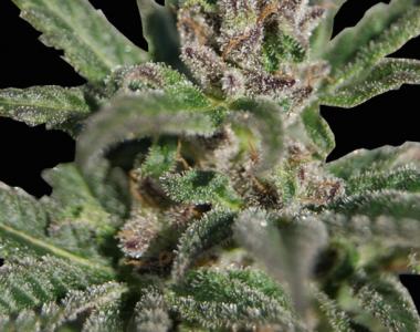 Original Sensible Seed Company - Kali AK cannabis seed