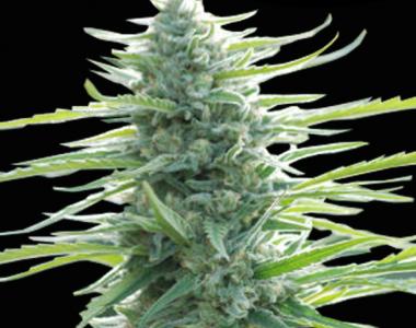 Original Sensible Seed Company - Pure Africa cannabis seed