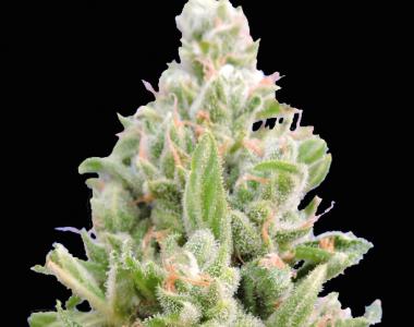 Original Sensible Seed Company - Super Auto Lemon Haze cannabis seed