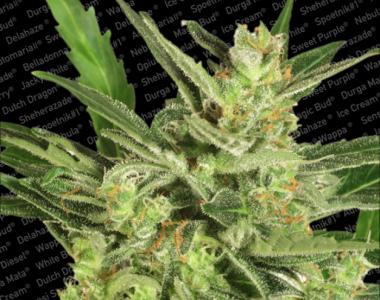 Paradise Seeds - Automaria II cannabis seed